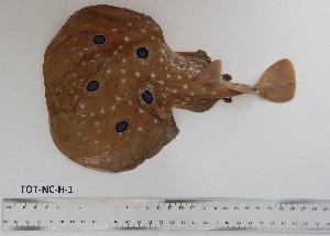  ( - TOT-NC-H-1)  @11 [ ] Unspecified (default): All Rights Reserved (2022) Institut National de Recherche Halieutique, Maroc Institut National de Recherche Halieutique, Maroc