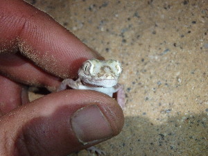  (Stenodactylus petrii - CIBIO.15826)  @11 [ ] Copyright (c) (2019) JC Brito CIBIO