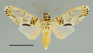  (Aphyle nr. cuneata - MUSM-ArctVBC100)  @15 [ ] Copyright (2017) Juan Grados Museo de Historia Natural, UNMSM, Lima, Perú