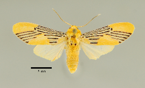  (Lepidokirbyia sp - MUSM-ArctVBC286)  @11 [ ] Copyright (2018) Juan Grados Museo de Historia Natural, UNMSM, Lima, Perú