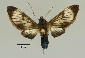  (Telioneura - MUSM-ArctVBC340)  @14 [ ] Copyright (2018) Juan Grados Museo de Historia Natural, UNMSM, Lima, Perú