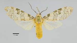  (Halysidota sp - MUSM-ArctVBC519)  @11 [ ] Copyright (2018) Juan Grados Museo de Historia Natural, UNMSM, Lima, Perú