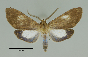  (Episcepsis nr. grisescens - MUSM-ArctVBC97)  @15 [ ] Copyright (2017) Juan Grados Museo de Historia Natural, UNMSM, Lima, Perú
