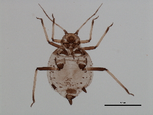  (Aphis masoni - CNC#HEM057334)  @12 [ ] CreativeCommons - Attribution (2009) CBG Photography Group Centre for Biodiversity Genomics