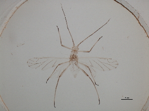  ( - CNC#HEM057399)  @12 [ ] CreativeCommons - Attribution (2009) CBG Photography Group Centre for Biodiversity Genomics