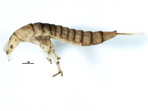  ( - 09PROBE-02609)  @12 [ ] CreativeCommons - Attribution (2009) CBG Photography Group Centre for Biodiversity Genomics