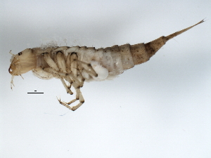  ( - 09PROBE-02661)  @12 [ ] CreativeCommons - Attribution (2009) CBG Photography Group Centre for Biodiversity Genomics
