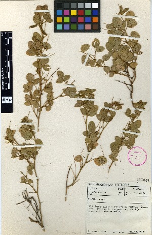  (Rhynchosia sp. 29 - TM067)  @11 [ ] No Rights Reserved  Unspecified Unspecified