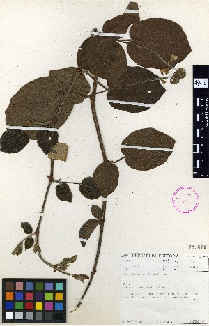  (Rhynchosia villosa - TM075)  @11 [ ] No Rights Reserved  Unspecified Unspecified