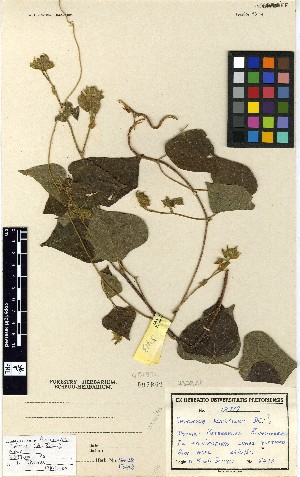  (Rhynchosia resinosa - TM096)  @11 [ ] No Rights Reserved  Unspecified Unspecified