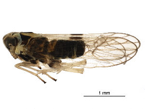  ( - RRI-RICEP-0025)  @11 [ ] CreativeCommons - Attribution (2018) CBG Photography Group Centre for Biodiversity Genomics