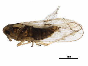  ( - RRI-RICEP-0027)  @11 [ ] CreativeCommons - Attribution (2018) CBG Photography Group Centre for Biodiversity Genomics