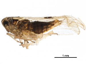  ( - RRI-RICEP-0029)  @11 [ ] CreativeCommons - Attribution (2018) CBG Photography Group Centre for Biodiversity Genomics