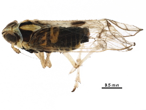  ( - RRI-RICEP-0030)  @11 [ ] CreativeCommons - Attribution (2018) CBG Photography Group Centre for Biodiversity Genomics