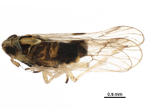  ( - RRI-RICEP-0031)  @11 [ ] CreativeCommons - Attribution (2018) CBG Photography Group Centre for Biodiversity Genomics