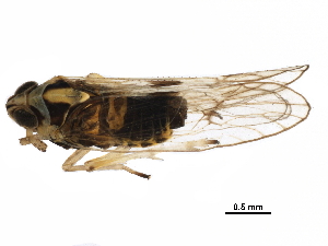  ( - RRI-RICEP-0032)  @11 [ ] CreativeCommons - Attribution (2018) CBG Photography Group Centre for Biodiversity Genomics