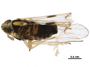  ( - RRI-RICEP-0033)  @11 [ ] CreativeCommons - Attribution (2018) CBG Photography Group Centre for Biodiversity Genomics