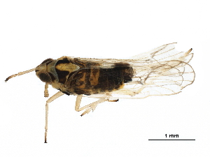  ( - RRI-RICEP-0034)  @11 [ ] CreativeCommons - Attribution (2018) CBG Photography Group Centre for Biodiversity Genomics