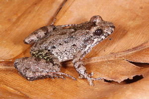  (Leptodactylus petersii - AF5954)  @11 [ ] Unspecified (default): All Rights Reserved  Unspecified Unspecified