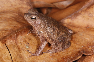  (Rhinella martyi - AF5962)  @11 [ ] Unspecified (default): All Rights Reserved  Unspecified Unspecified