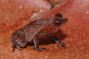  (Rhinella lescurei - AF5971)  @11 [ ] Unspecified (default): All Rights Reserved  Unspecified Unspecified