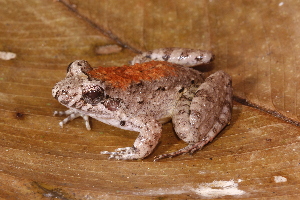  (Leptodactylus validus - AF5972)  @11 [ ] Unspecified (default): All Rights Reserved  Unspecified Unspecified