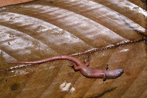  (Arthrosaura reticulata - AF5983)  @11 [ ] Unspecified (default): All Rights Reserved  Unspecified Unspecified