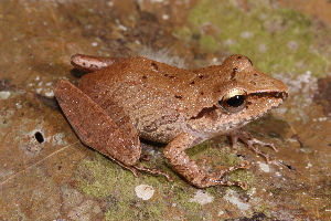  (Pristimantis koehleri - AF6021)  @11 [ ] Unspecified (default): All Rights Reserved  Unspecified Unspecified