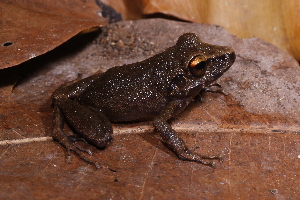  (Pristimantis zeuctotylus - AF6029)  @11 [ ] Unspecified (default): All Rights Reserved  Unspecified Unspecified