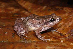  (Leptodactylus nesiotus - AF6053)  @11 [ ] Unspecified (default): All Rights Reserved  Unspecified Unspecified