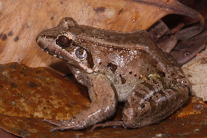  (Leptodactylus guianensis - AF6063)  @11 [ ] Unspecified (default): All Rights Reserved  Unspecified Unspecified