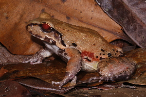  (Leptodactylus knudseni - AF6070)  @11 [ ] Unspecified (default): All Rights Reserved  Unspecified Unspecified