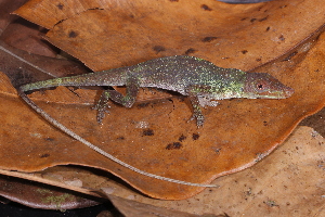 (Pristimantis grandoculis - AF6094)  @11 [ ] Unspecified (default): All Rights Reserved  Unspecified Unspecified