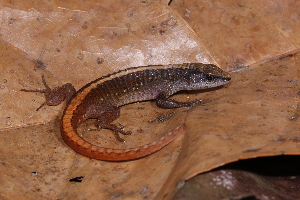  (Osteocephalus oophagus - AF6103)  @11 [ ] Unspecified (default): All Rights Reserved  Unspecified Unspecified