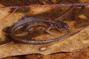 (Osteocephalus leprieurii - AF6113)  @11 [ ] Unspecified (default): All Rights Reserved  Unspecified Unspecified