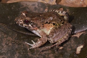  (Leptodactylus fremitus - AF6134)  @11 [ ] Unspecified (default): All Rights Reserved  Unspecified Unspecified