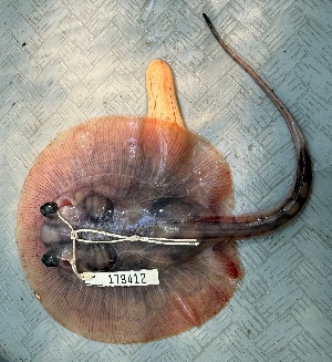  ( - FMNH153325.3)  @11 [ ] Unspecified (default): All Rights Reserved  Unspecified Unspecified