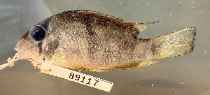  (Guianacara dacrya - FMNH152915)  @11 [ ] Unspecified (default): All Rights Reserved  Unspecified Unspecified
