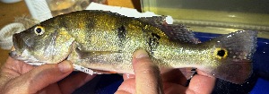  (Cichla ocellaris - FMNH152970.1)  @11 [ ] Unspecified (default): All Rights Reserved  Unspecified Unspecified