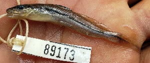  (Pimelodella altipinnis - FMNH152900.2)  @11 [ ] Unspecified (default): All Rights Reserved  Unspecified Unspecified