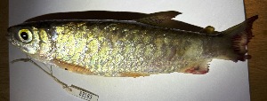  ( - FMNH152971)  @11 [ ] Unspecified (default): All Rights Reserved  Unspecified Unspecified