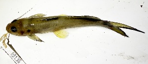  (Pimelodella cristata - FMNH152979)  @11 [ ] Unspecified (default): All Rights Reserved  Unspecified Unspecified