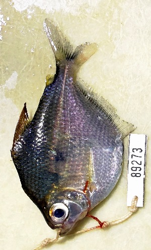 (Brachychalcinus orbicularis - FMNH153056)  @11 [ ] Unspecified (default): All Rights Reserved  Unspecified Unspecified