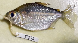  (Moenkhausia megalops - FMNH153065)  @11 [ ] Unspecified (default): All Rights Reserved  Unspecified Unspecified