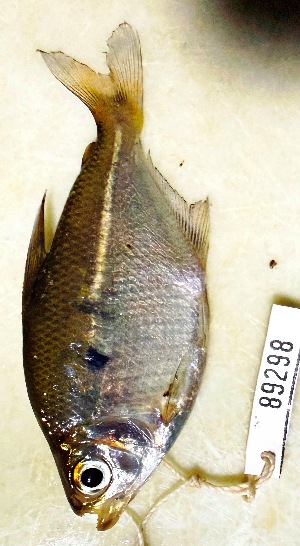  (Jupiaba polylepis - FMNH153062)  @11 [ ] Unspecified (default): All Rights Reserved  Unspecified Unspecified