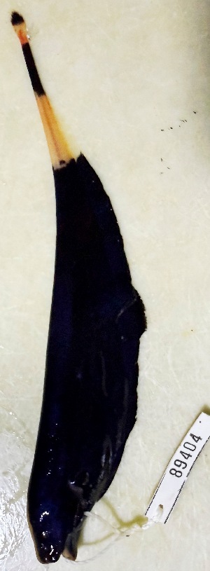  ( - FMNH153071)  @11 [ ] Unspecified (default): All Rights Reserved  Unspecified Unspecified