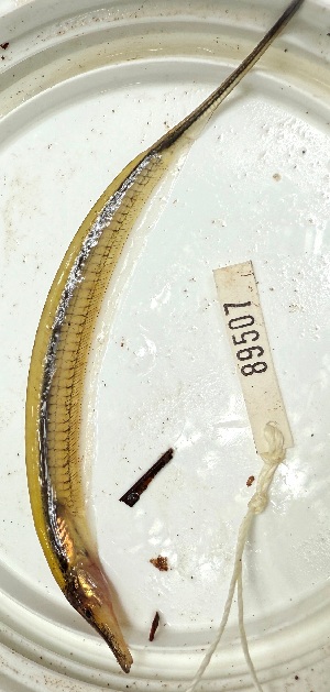  ( - FMNH153102)  @11 [ ] Unspecified (default): All Rights Reserved  Unspecified Unspecified