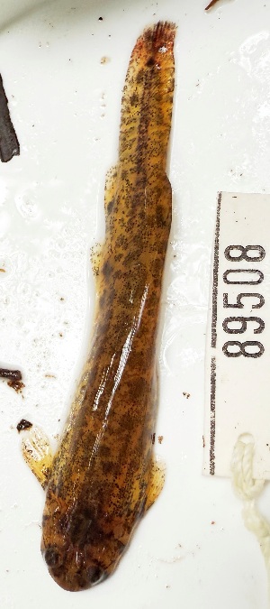  (Ochmacanthus alternus - FMNH153107)  @11 [ ] Unspecified (default): All Rights Reserved  Unspecified Unspecified