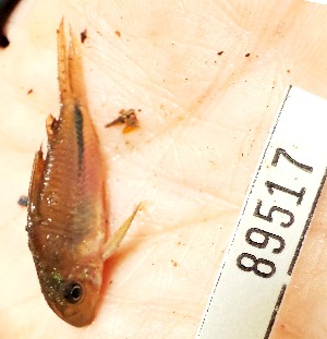  (Hoplisoma baderi - FMNH153108)  @11 [ ] Unspecified (default): All Rights Reserved  Unspecified Unspecified