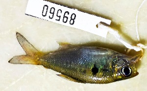  (Jupiaba polylepis - FMNH153192)  @11 [ ] Unspecified (default): All Rights Reserved  Unspecified Unspecified